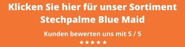 Ilex meserveae Blue Maid kaufen 